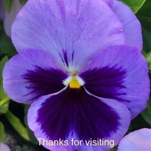 Thank you for checking out my closet.